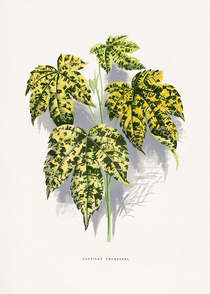 Abutilon Thompsoni Leaf Illustration art print by Les A. Plantes for $57.95 CAD