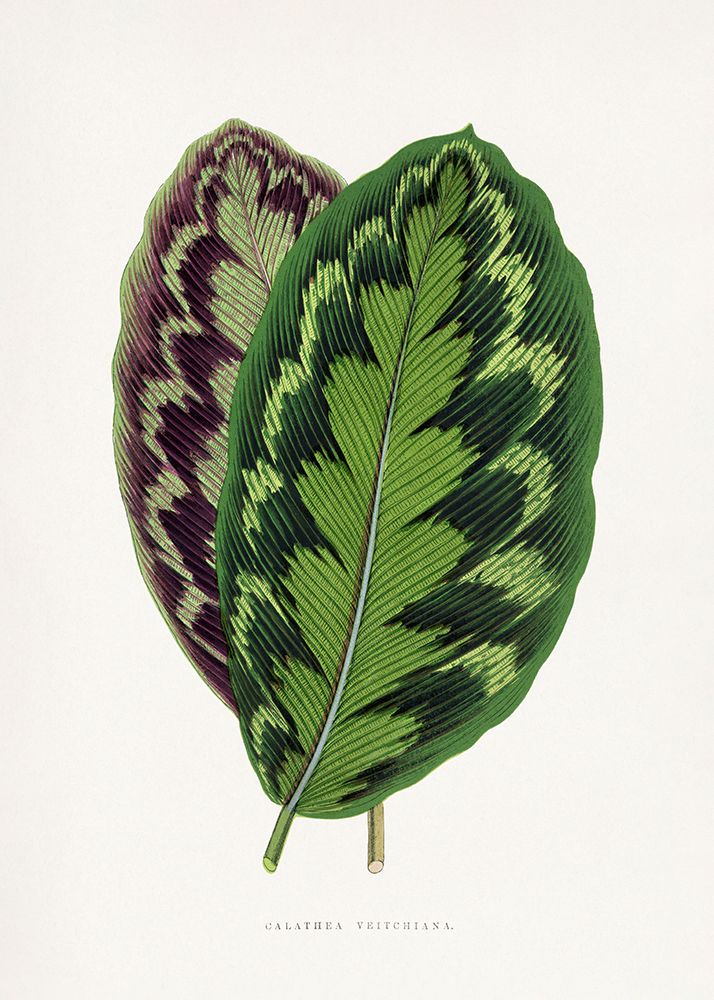 Calathea Veitchiana Leaf Illustration art print by Les A. Plantes for $57.95 CAD
