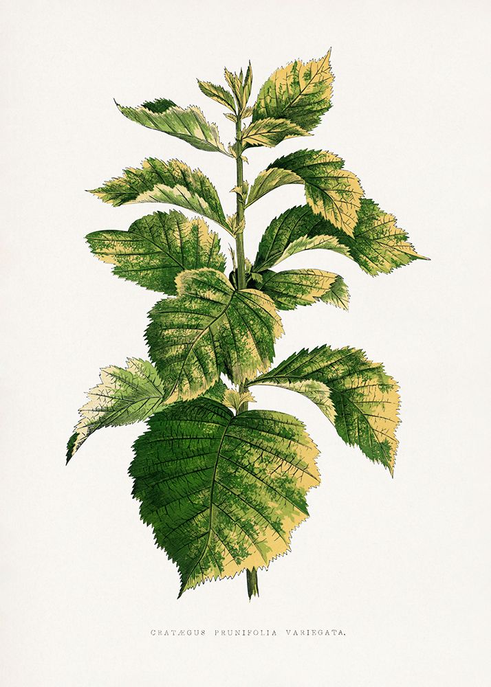 Common Hawnthorn Leaf Illustration art print by Les A. Plantes for $57.95 CAD