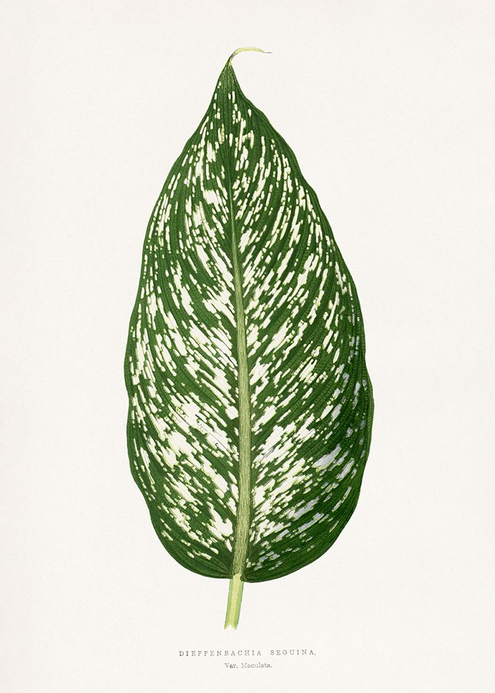 Dieffenbachia Seguina Leaf Illustration art print by Les A. Plantes for $57.95 CAD