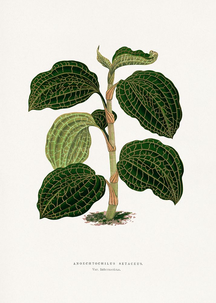 Green Anoechtochilus Setaceus Leaf Illustration art print by Les A. Plantes for $57.95 CAD