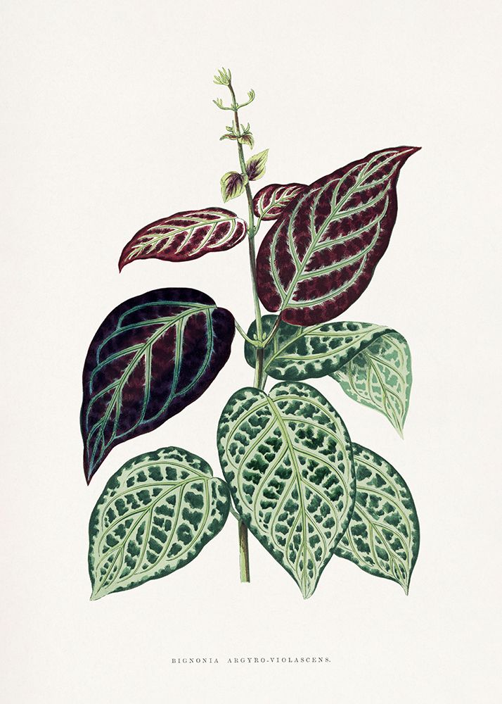Green Bignonia Argyro Violascens Leaf Illustration art print by Les A. Plantes for $57.95 CAD