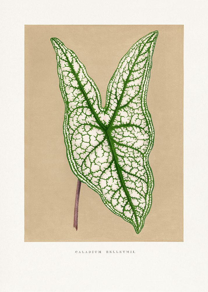 Green Caladium Belleymii Leaf Illustration art print by Les Plantes for $57.95 CAD