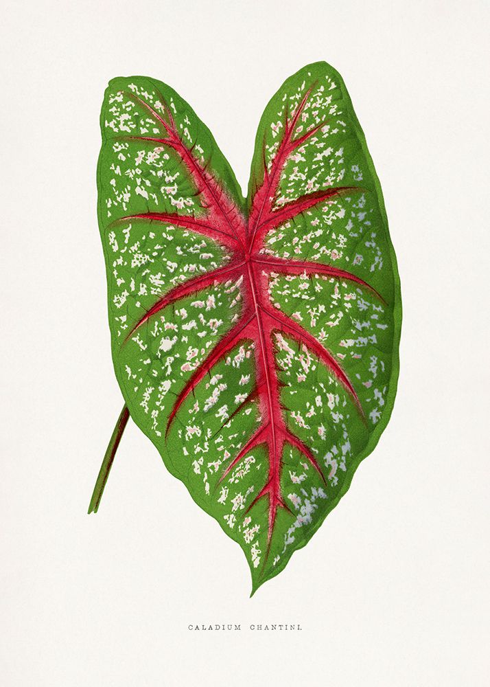 Green Caladium Chantini Leaf Illustration art print by Les A. Plantes for $57.95 CAD