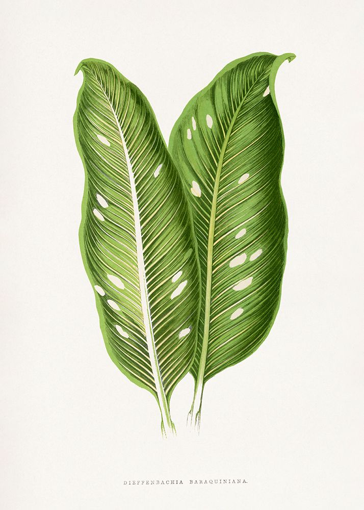 Green Dieffenbachia Baraquiniana Leaf Illustration art print by Les A. Plantes for $57.95 CAD