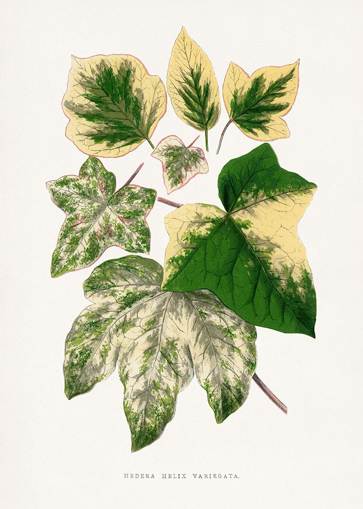 Green Leaf Illustration art print by Les A. Plantes for $57.95 CAD