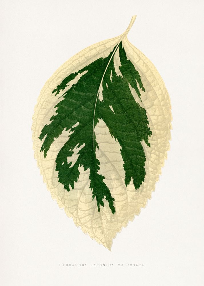 Hydrangea Japonica Variegata Leaf Illustration art print by Les A. Plantes for $57.95 CAD