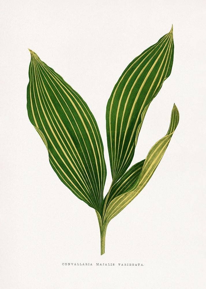 Lily of the Valley Leaf Illustration art print by Les A. Plantes for $57.95 CAD
