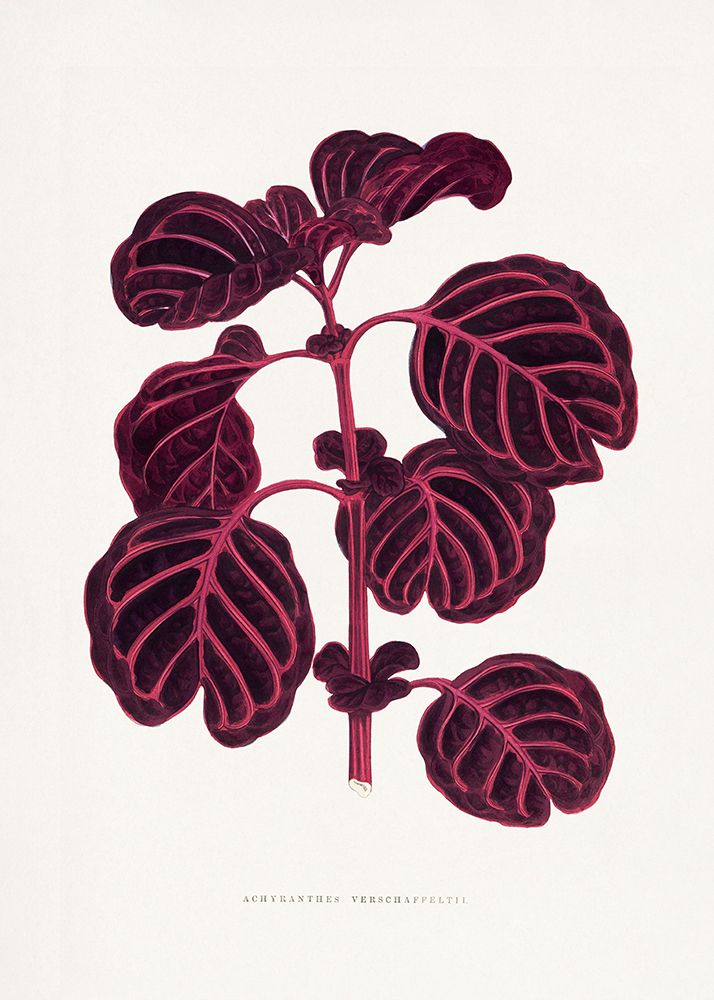 Pink Achyranthes Verschaffeltii Leaf Illustratio art print by Les A. Plantes for $57.95 CAD