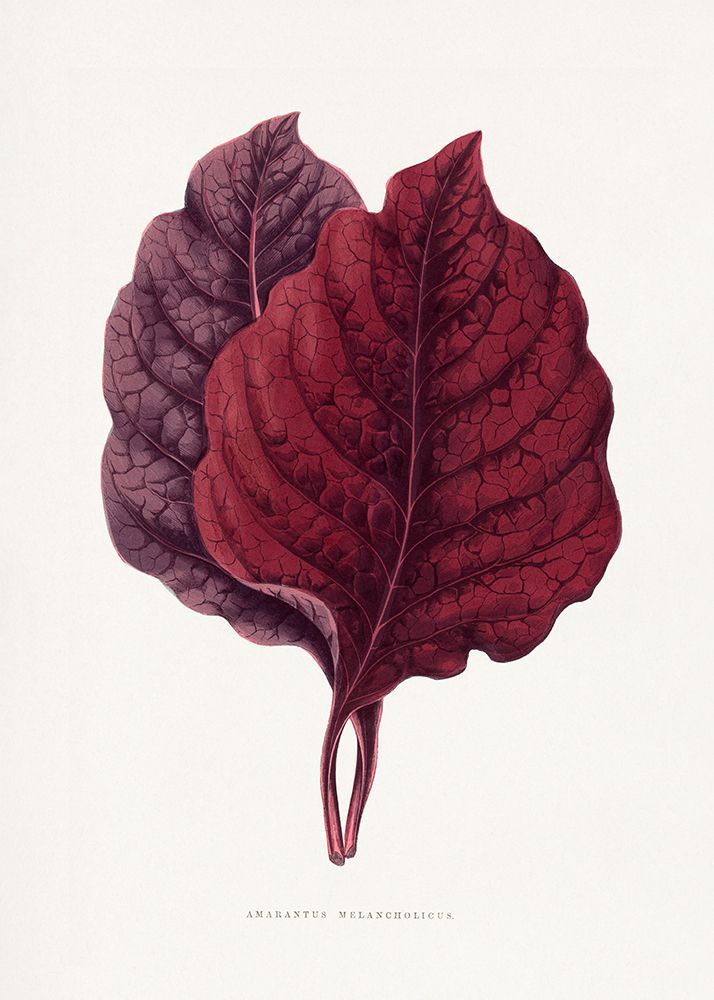 Pink Amarantus Leaf Illustration art print by Les Plantes for $57.95 CAD