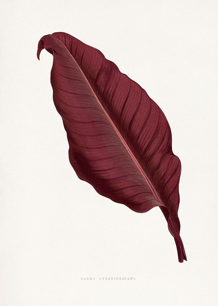 Pink Canna Atronigricans Leaf Illustration art print by Les A. Plantes for $57.95 CAD