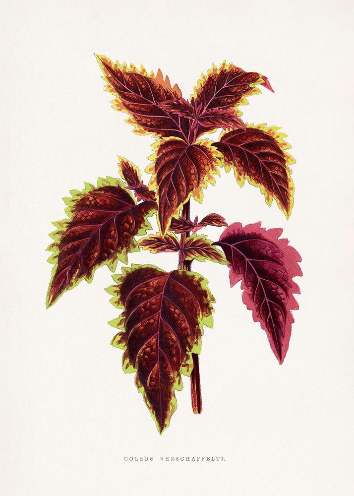 Pink Coleus Leaf Illustration art print by Les A. Plantes for $57.95 CAD