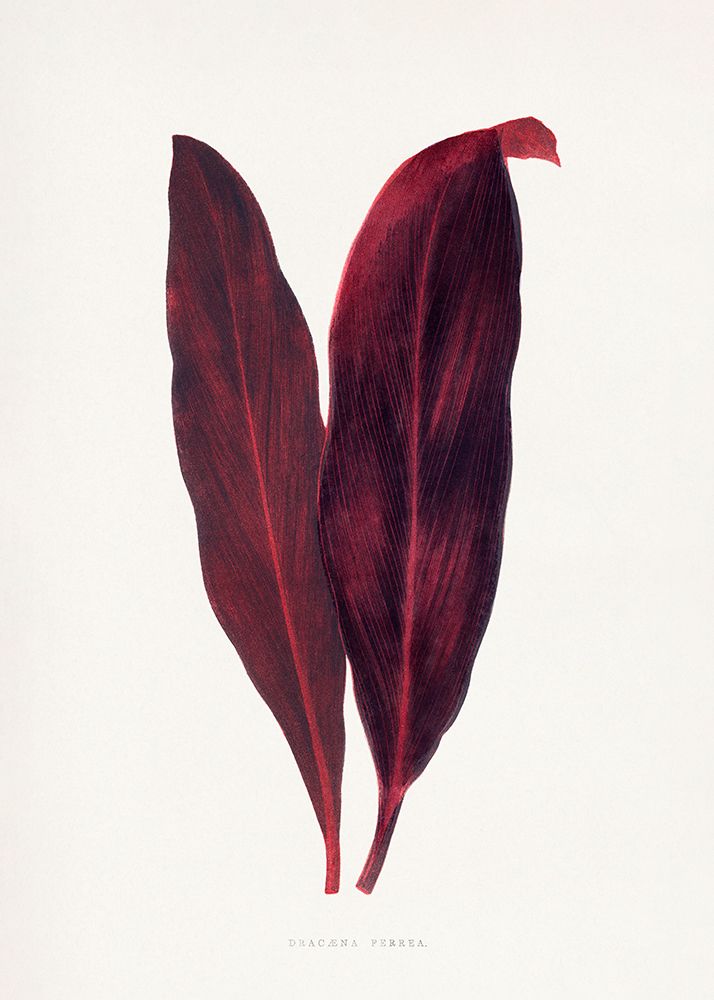 Pink Dracaena Ferrea Leaf Illustration art print by Les A. Plantes for $57.95 CAD