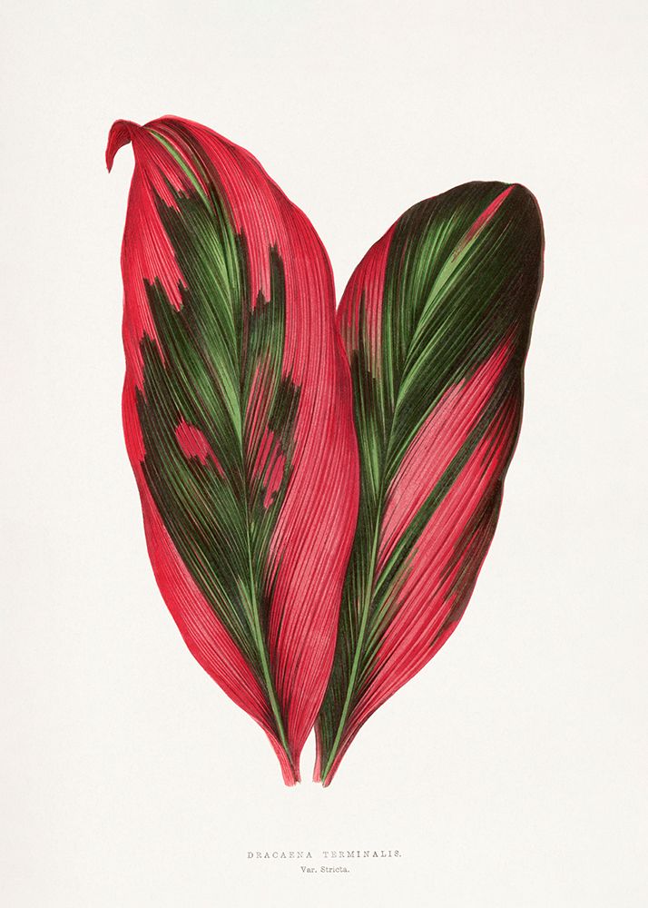 Pink Dracaena Terminalis Leaf Illustration art print by Les A. Plantes for $57.95 CAD