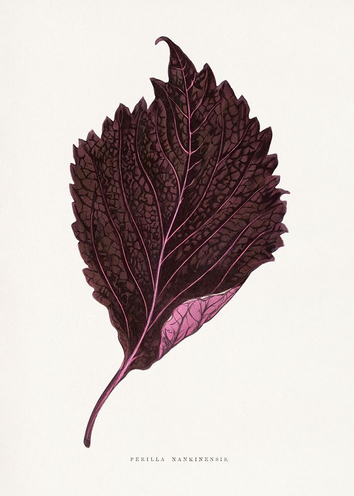 Pink Perilla Nankinensis Leaf Illustration art print by Les A. Plantes for $57.95 CAD