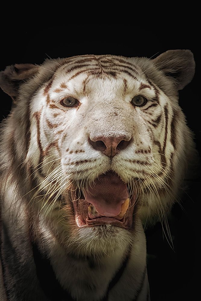 White tiger art print by alberti Patrick for $57.95 CAD