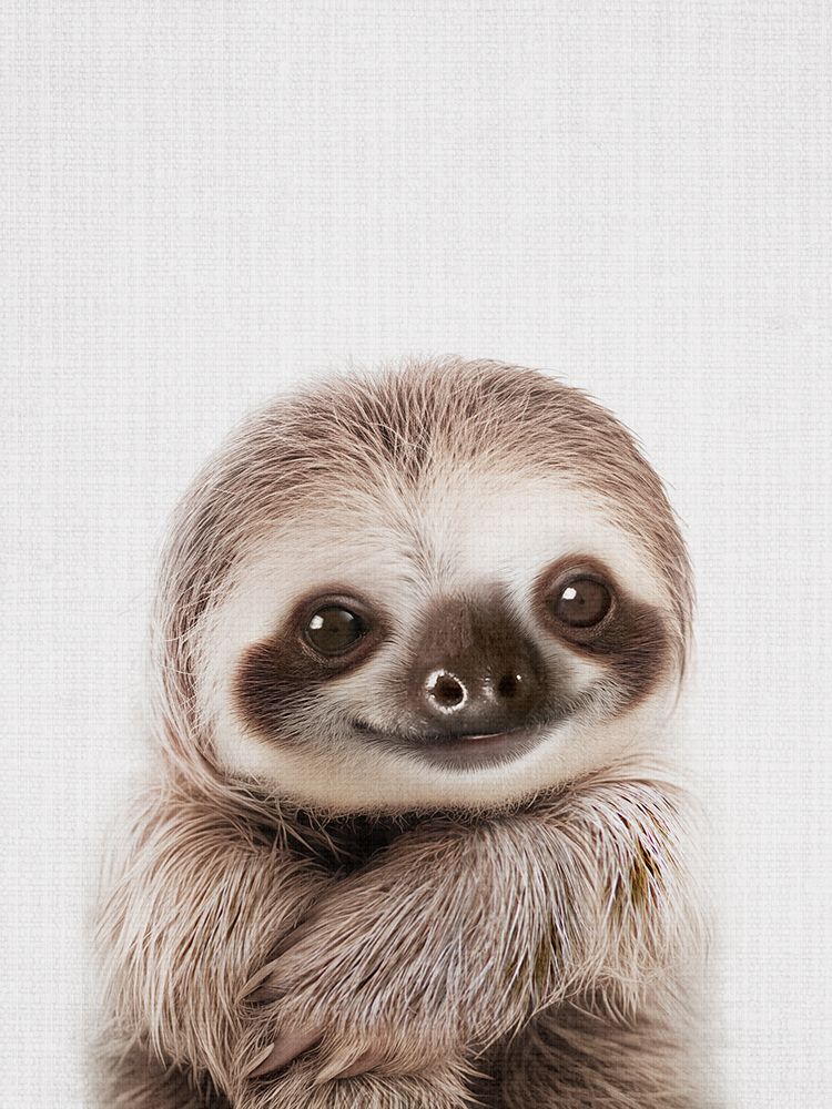 Peekaboo Baby Sloth art print by Lola Peacock for $57.95 CAD