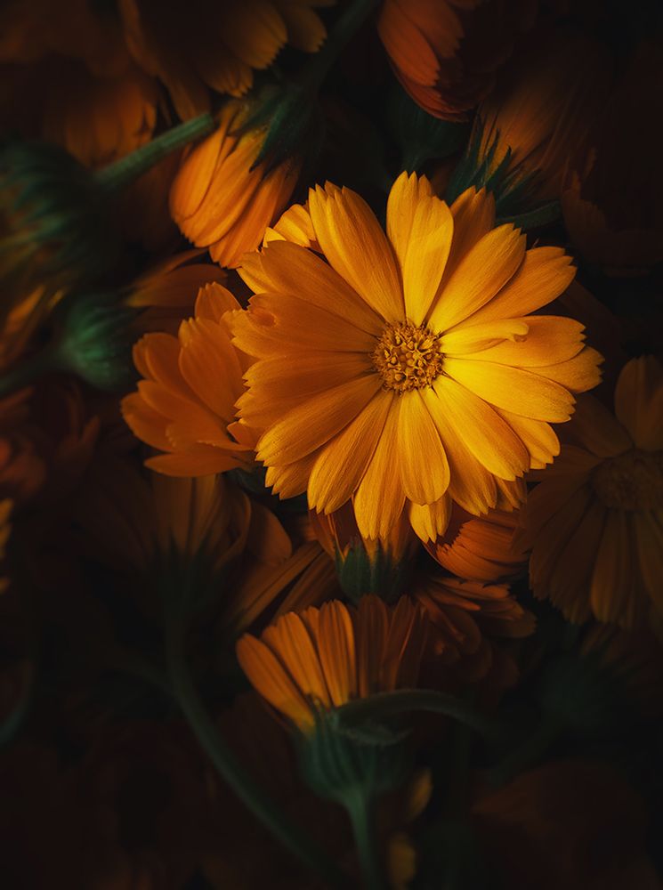 Golden Flower art print by Aleksandrova Karina for $57.95 CAD