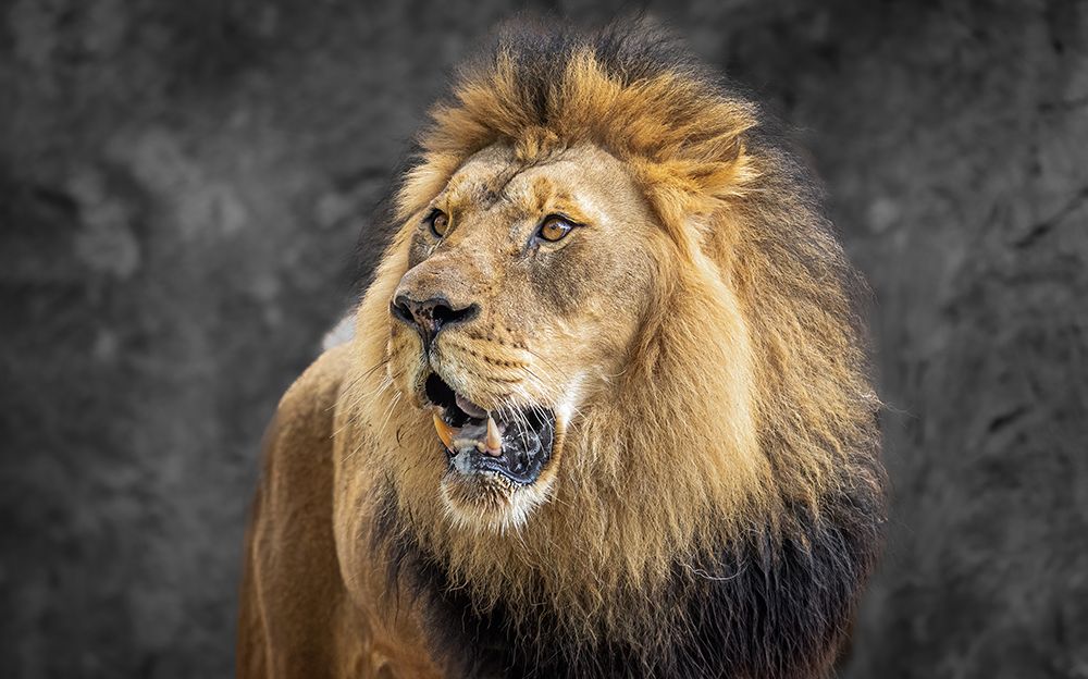 The king art print by Jeffrey C. Sink for $57.95 CAD