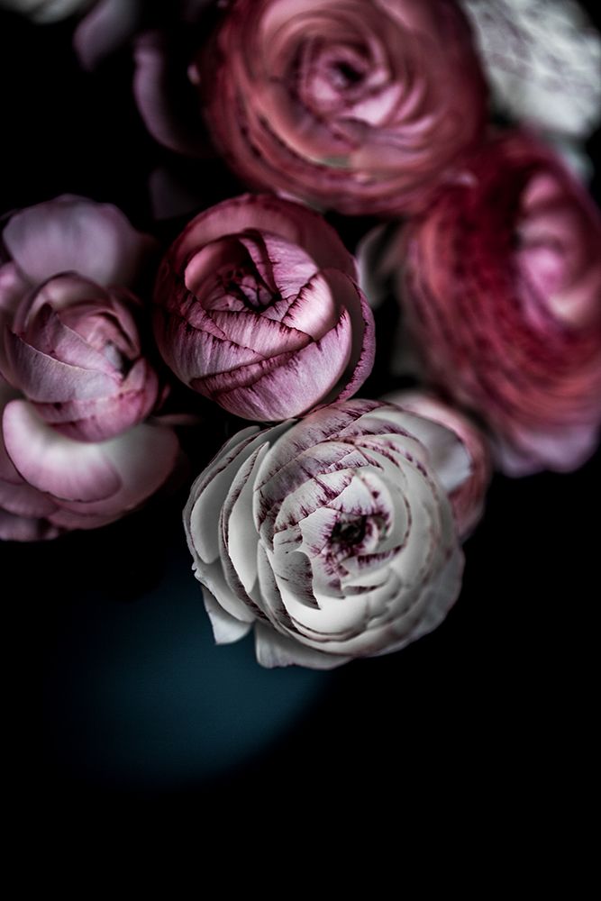 Dark Flowers 2 art print by Mareike Bohmer for $57.95 CAD