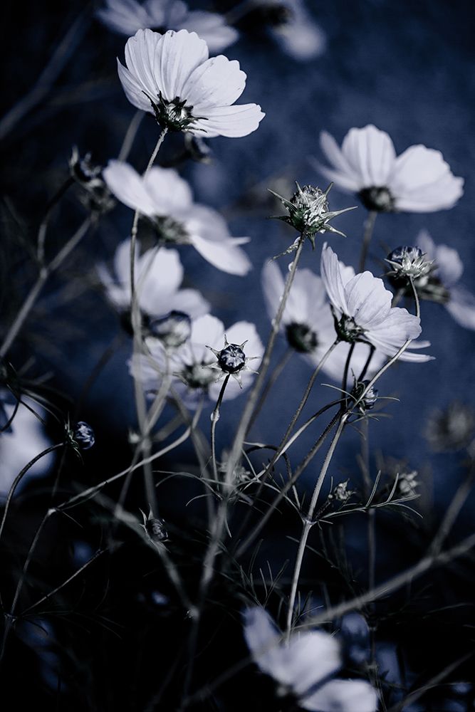 Wild Flowers 10 art print by Mareike Bohmer for $57.95 CAD
