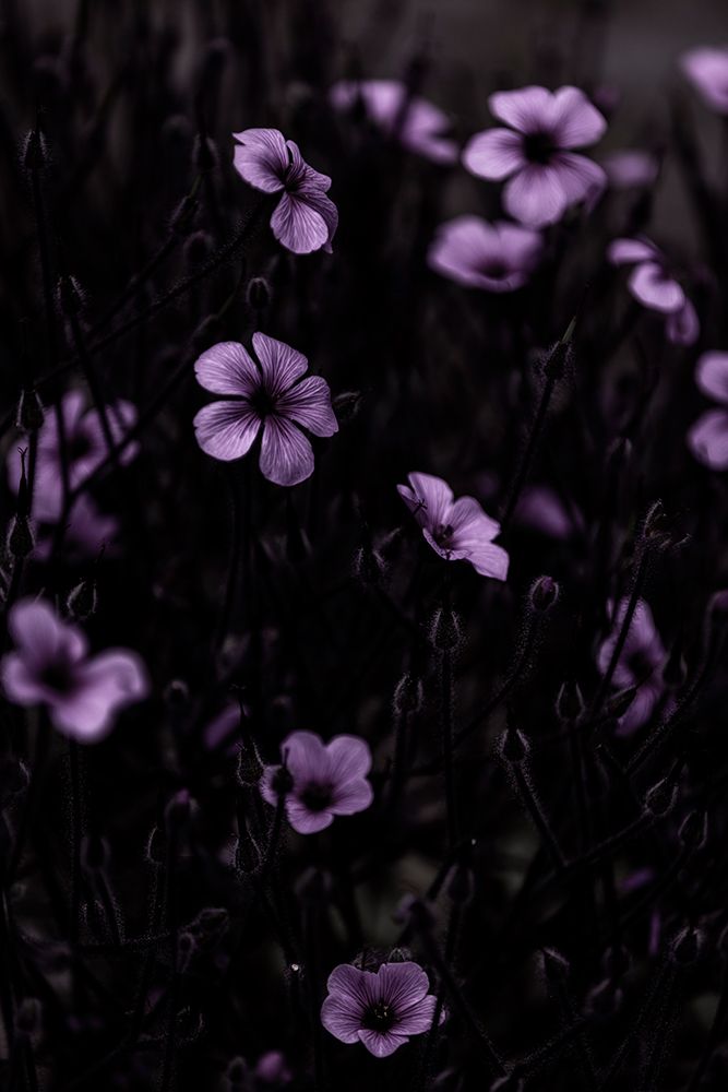 Dark Flowers 10 art print by Mareike Bohmer for $57.95 CAD