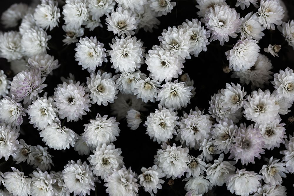 Tiny Flowers 3 art print by Mareike Bohmer for $57.95 CAD