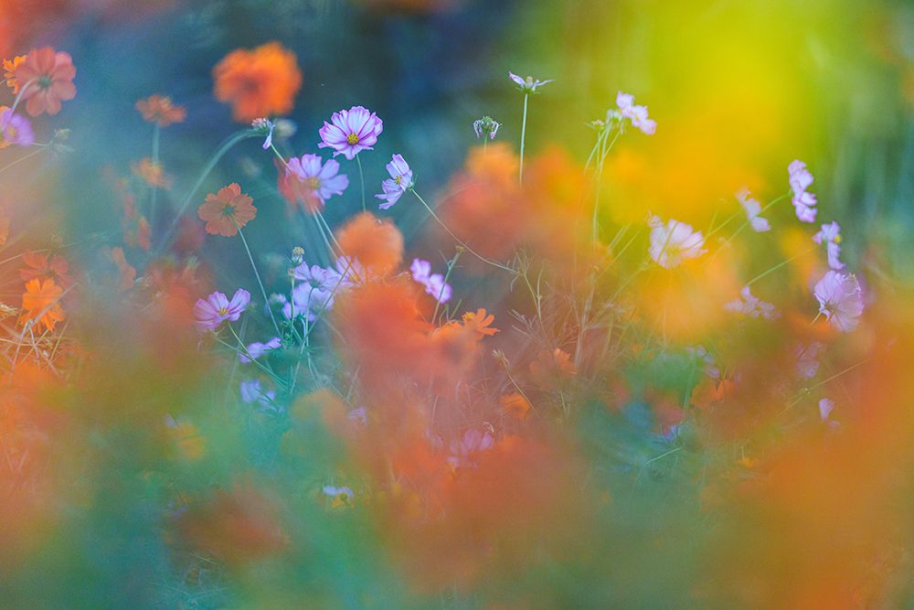 The Colorful Garden art print by Junko Torikai for $57.95 CAD