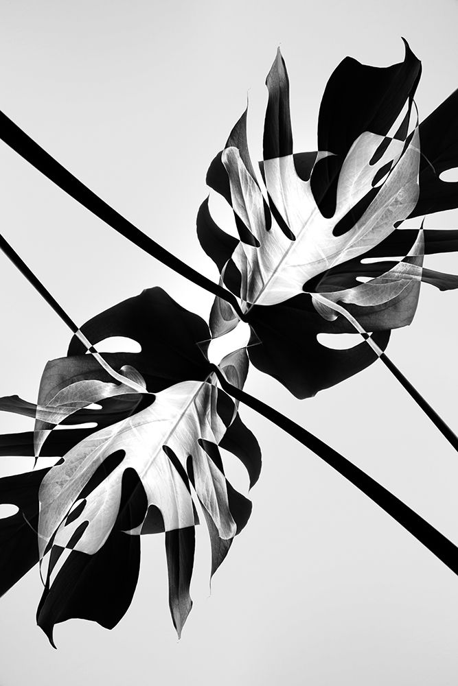 Baw Leaf Monstera art print by Pictufy Studio III for $57.95 CAD