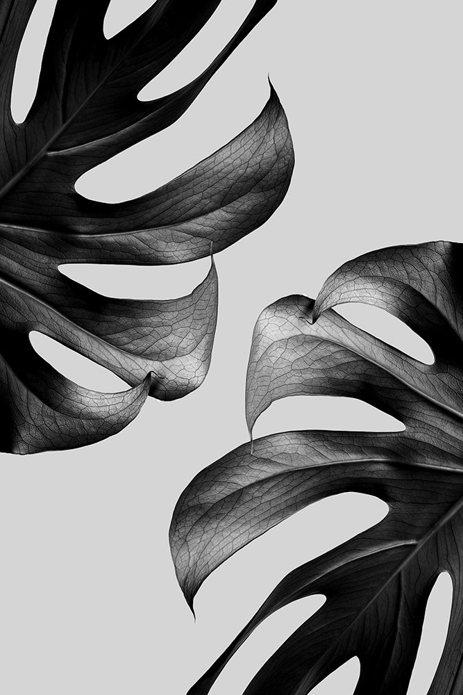 Monochrome Mostera Poster art print by Pictufy Studio III for $57.95 CAD