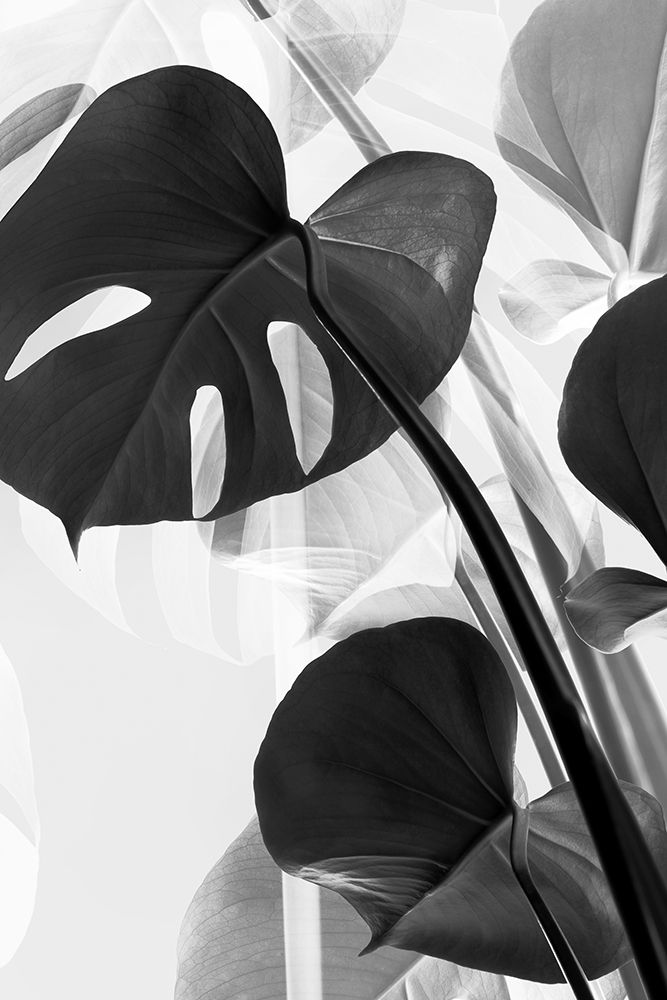 Monstera Baw art print by Pictufy Studio III for $57.95 CAD