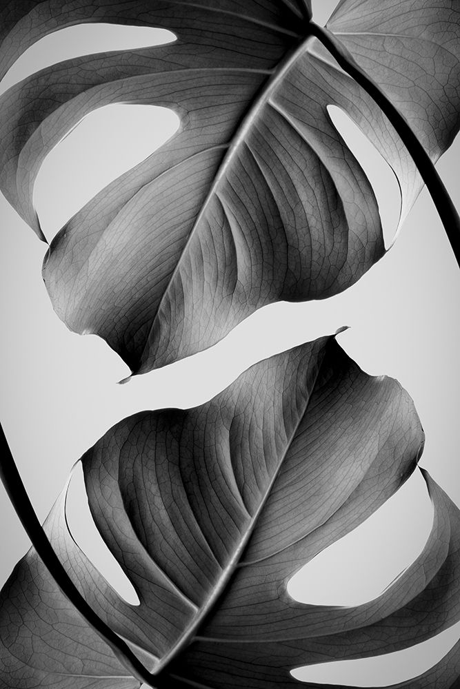 Monstera Monochrome art print by Pictufy Studio III for $57.95 CAD