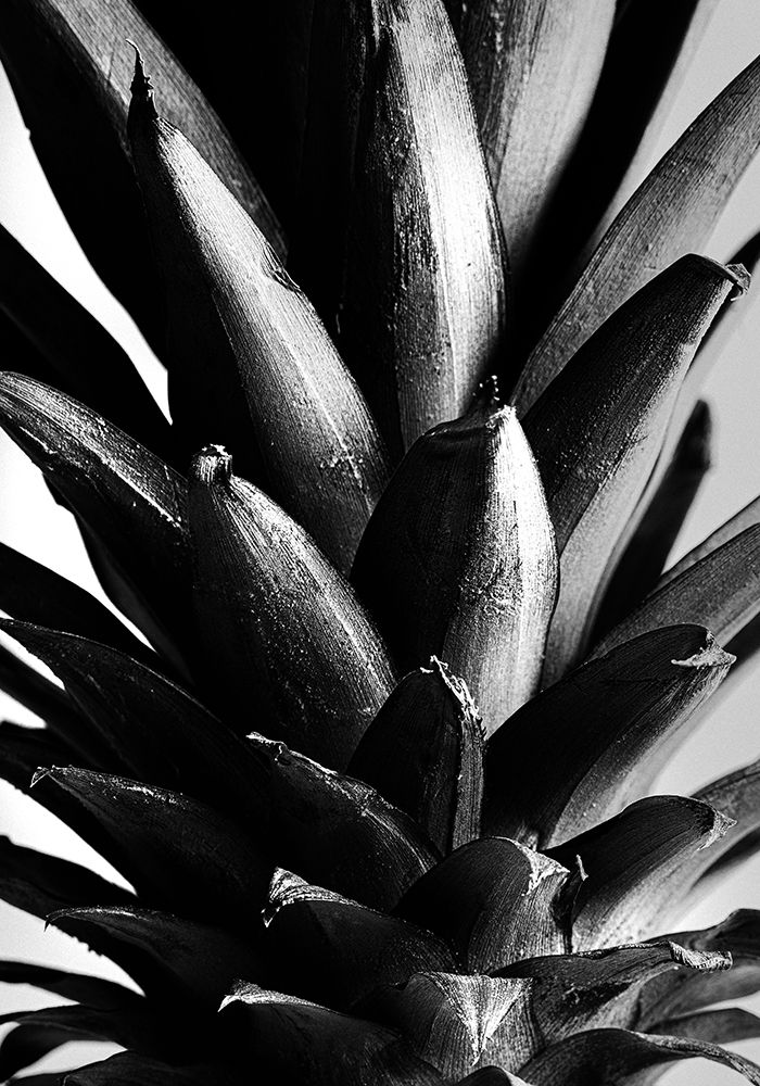 Pine Baw art print by Pictufy Studio III for $57.95 CAD