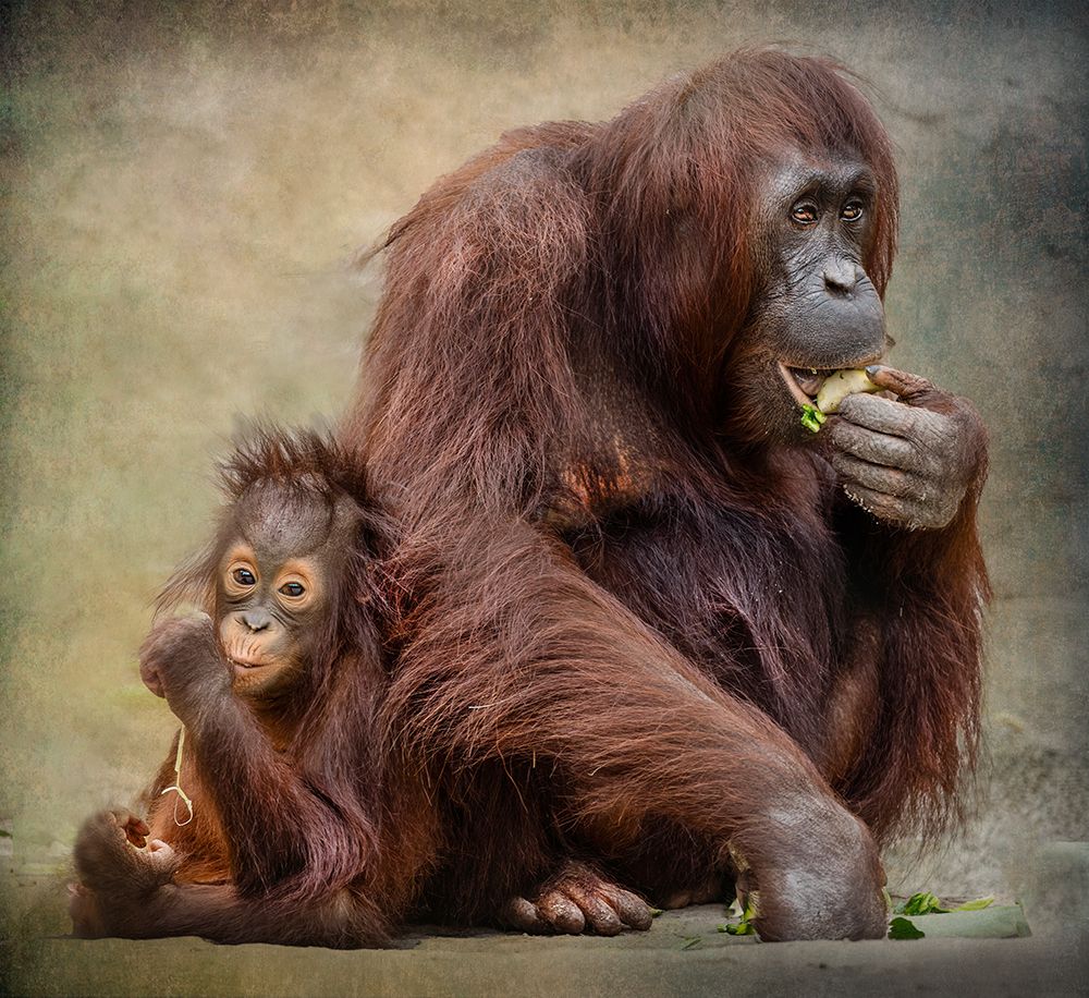 Secure Attachment art print by Jane Lyons for $57.95 CAD