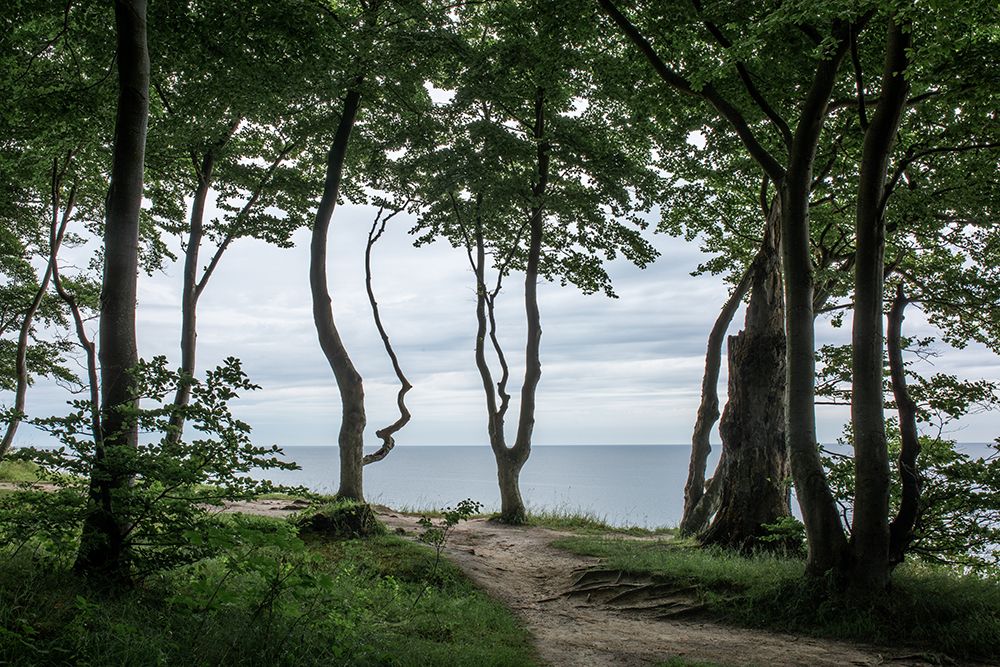 Forest At The Sea 2 art print by Mareike Bohmer for $57.95 CAD