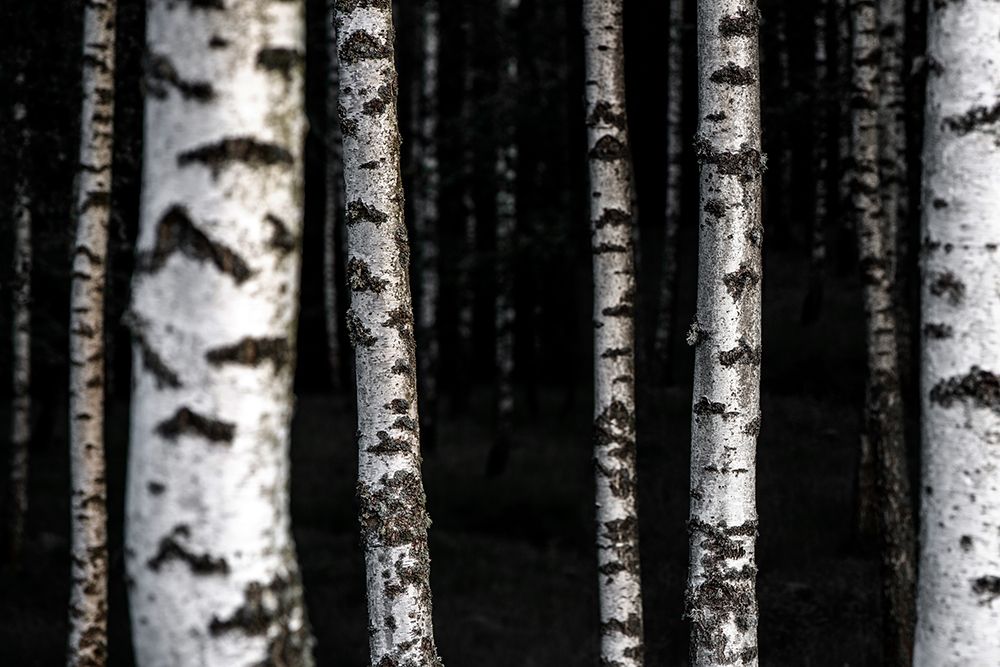 Birch Trees 8 art print by Mareike Bohmer for $57.95 CAD