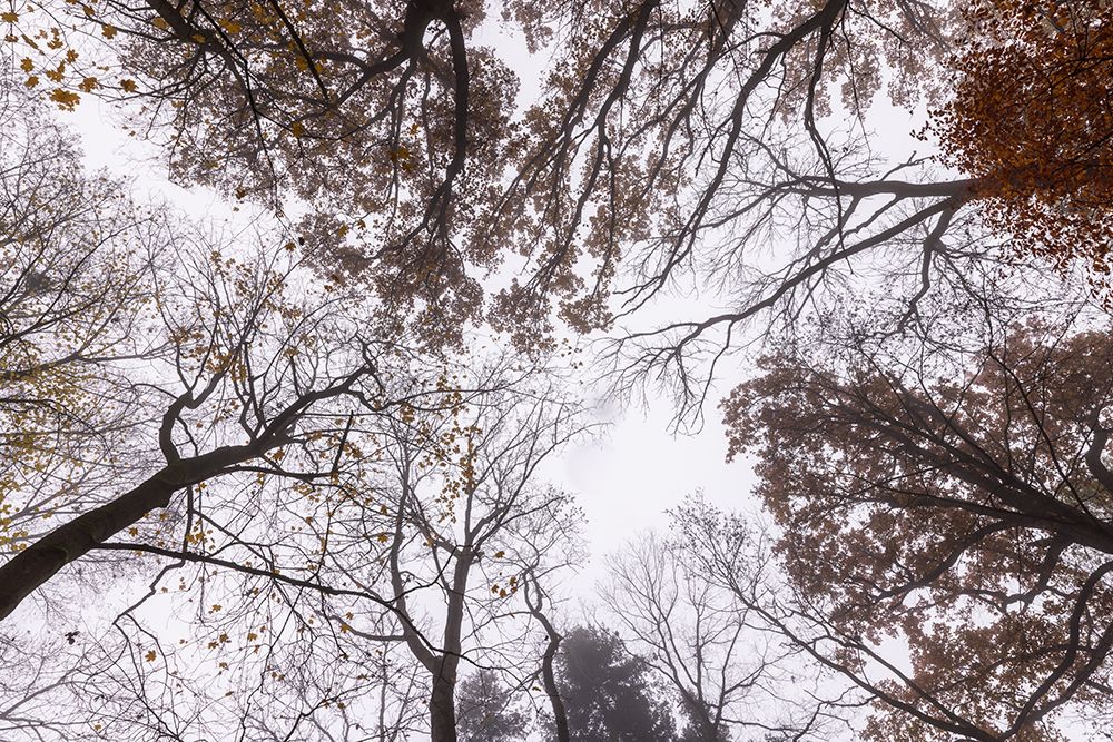 Looking Up 2 art print by Mareike Bohmer for $57.95 CAD