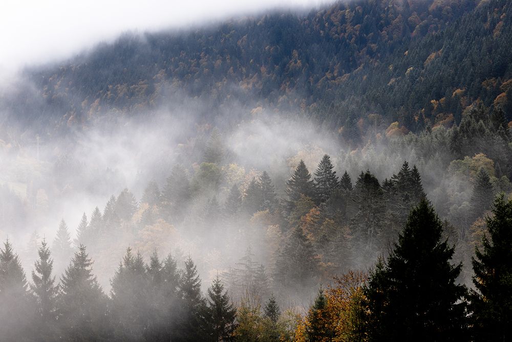 Foggy Woods 9 art print by Mareike Bohmer for $57.95 CAD