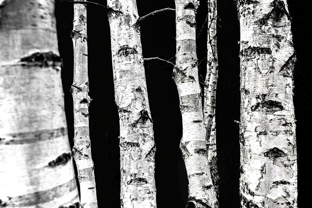Birch Trees art print by Mareike Bohmer for $57.95 CAD