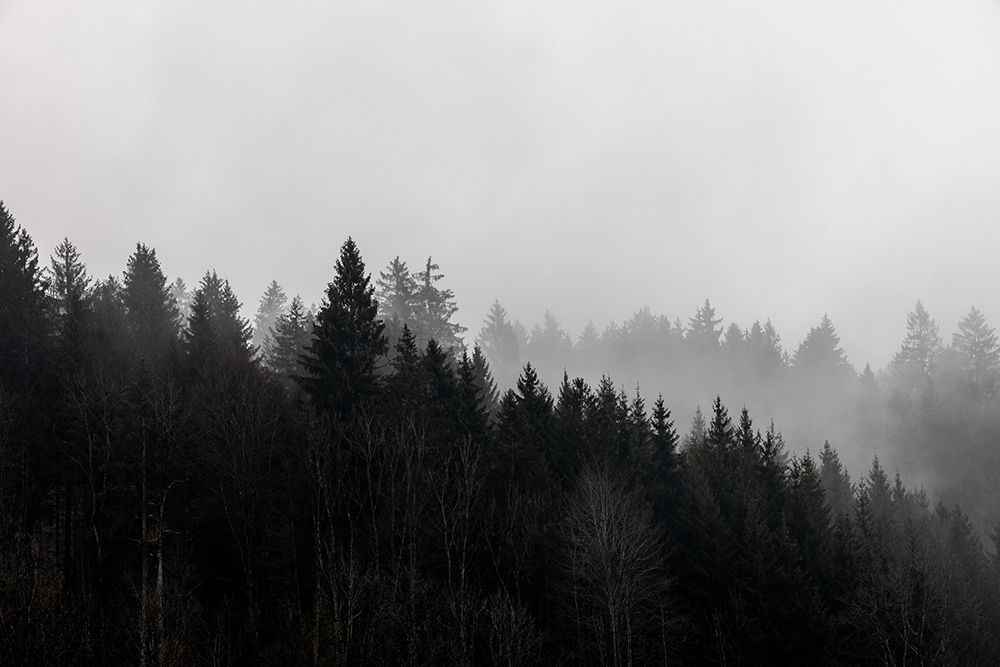 Foggy Woods 7 art print by Mareike Bohmer for $57.95 CAD