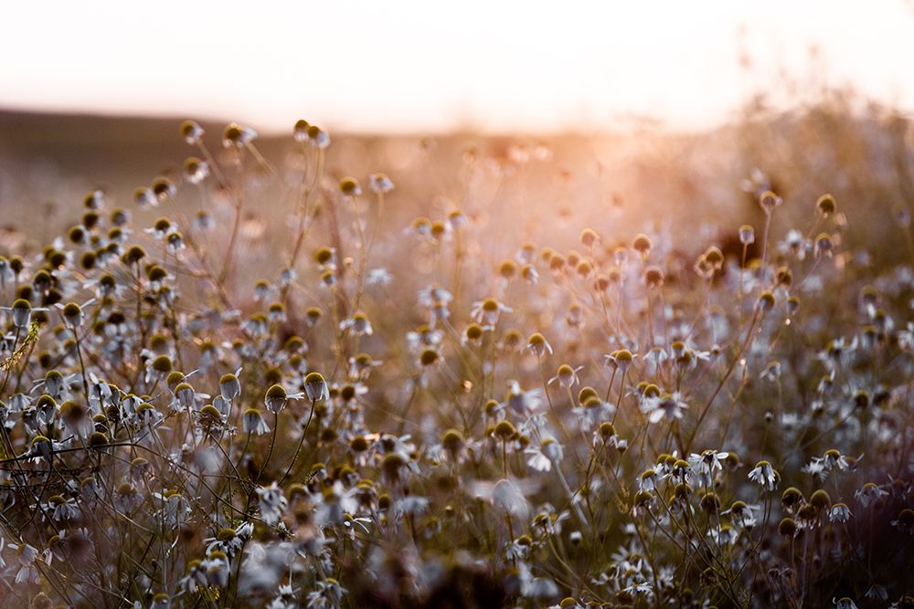 Summer Morning 7 art print by Mareike Bohmer for $57.95 CAD