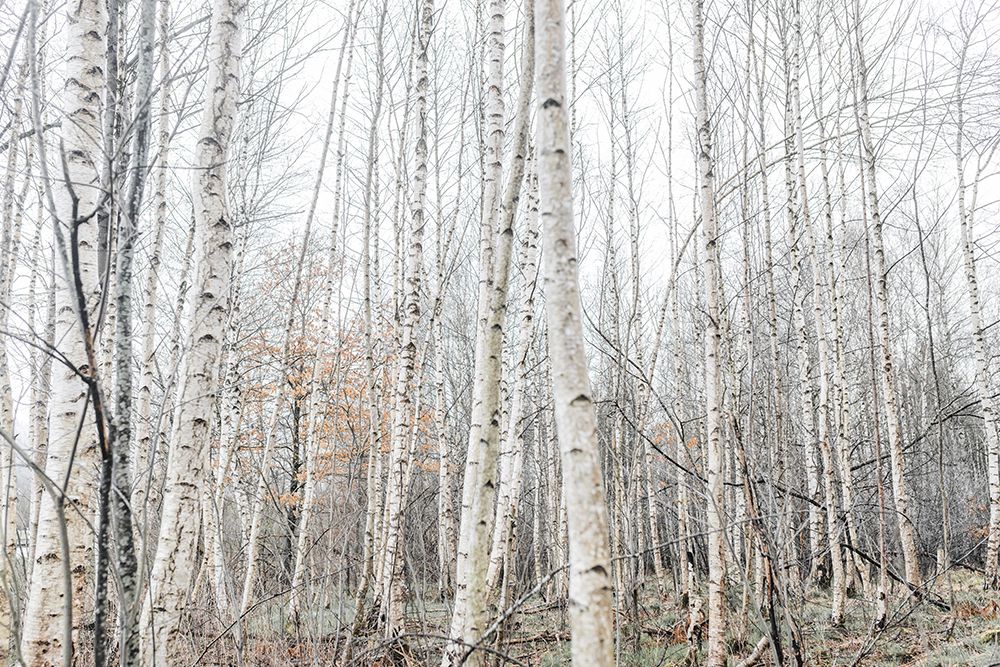 Birch Trees 9 art print by Mareike Bohmer for $57.95 CAD