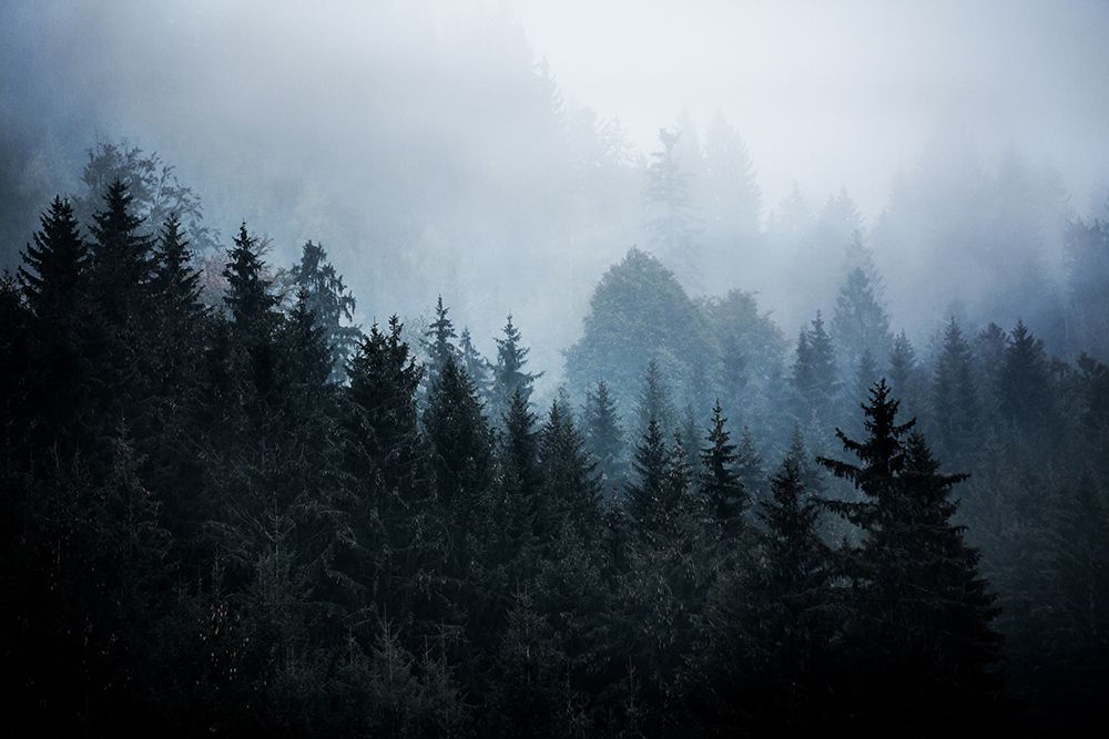 Foggy Woods 5 art print by Mareike Bohmer for $57.95 CAD