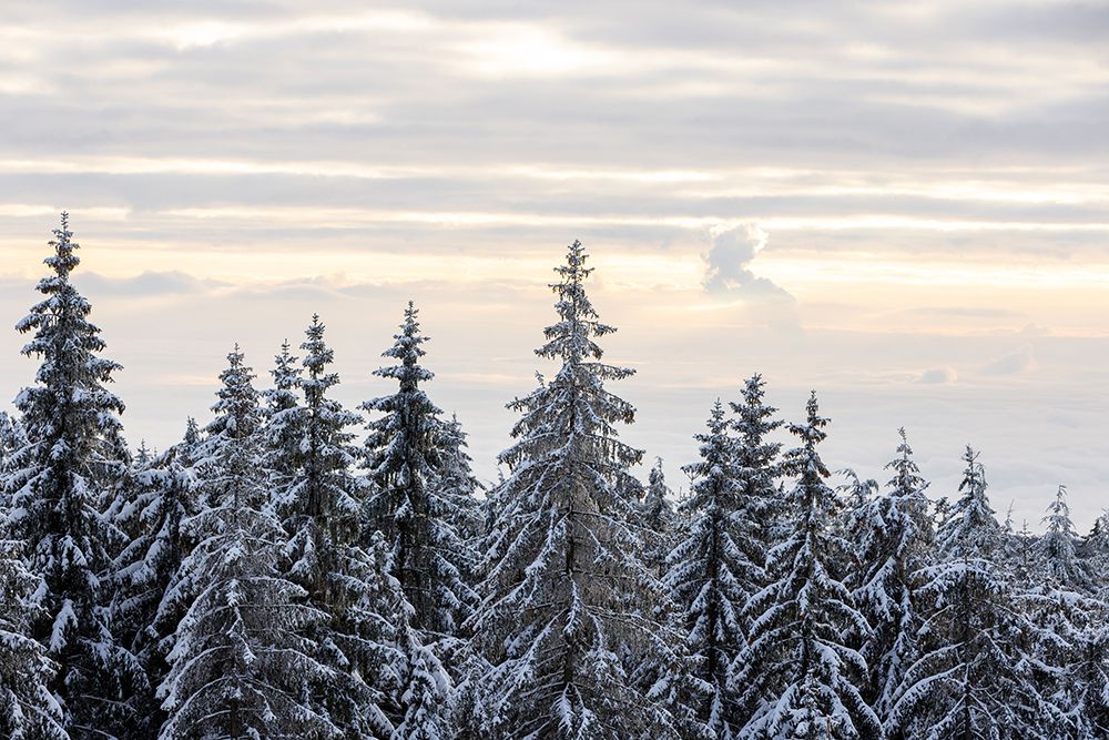 Snow Covered Trees 8 art print by Mareike Bohmer for $57.95 CAD