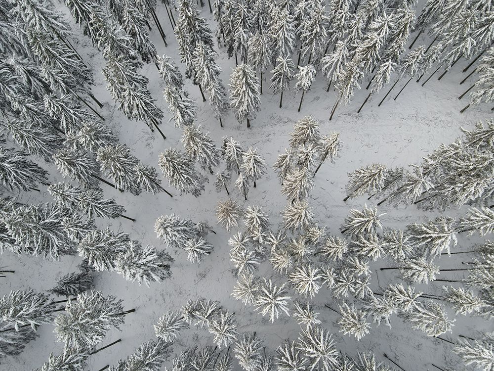 Snow Covered Trees 3 art print by Mareike Bohmer for $57.95 CAD