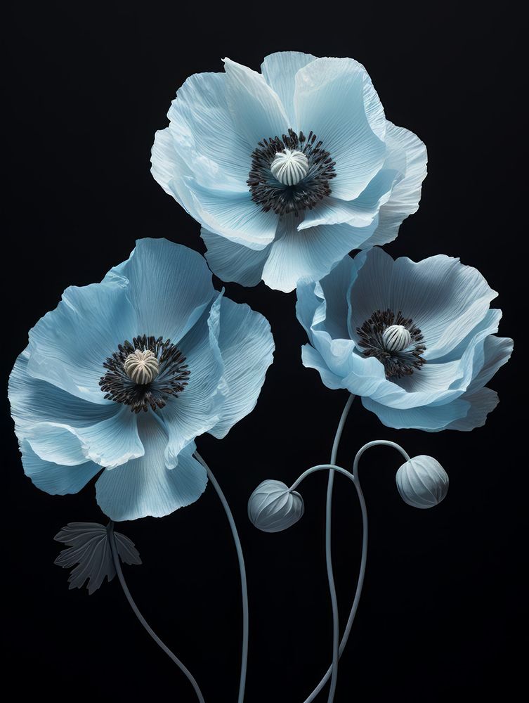 Poppies 8 art print by Bilge Paksoylu for $57.95 CAD