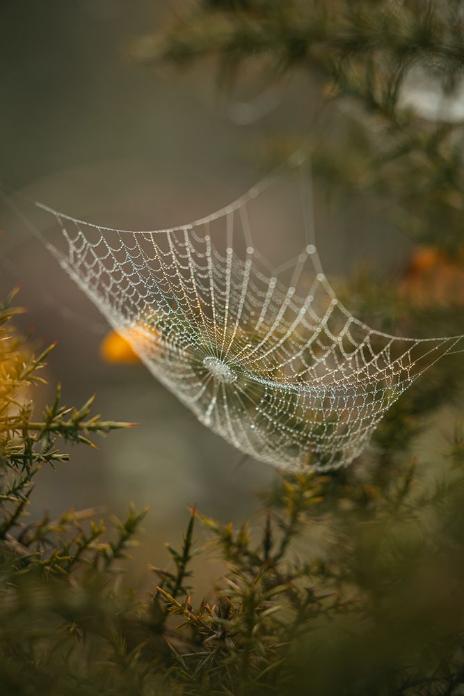 Web art print by Abilio Oliveira for $57.95 CAD