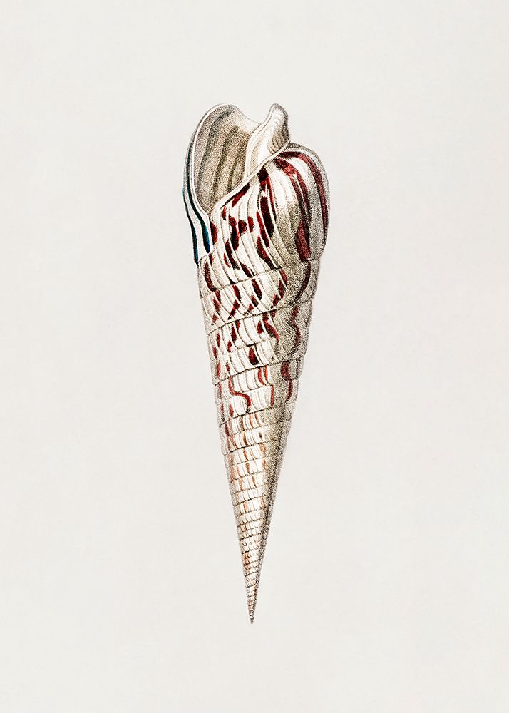 Mollusks Crop Iii art print by Pictufy for $57.95 CAD