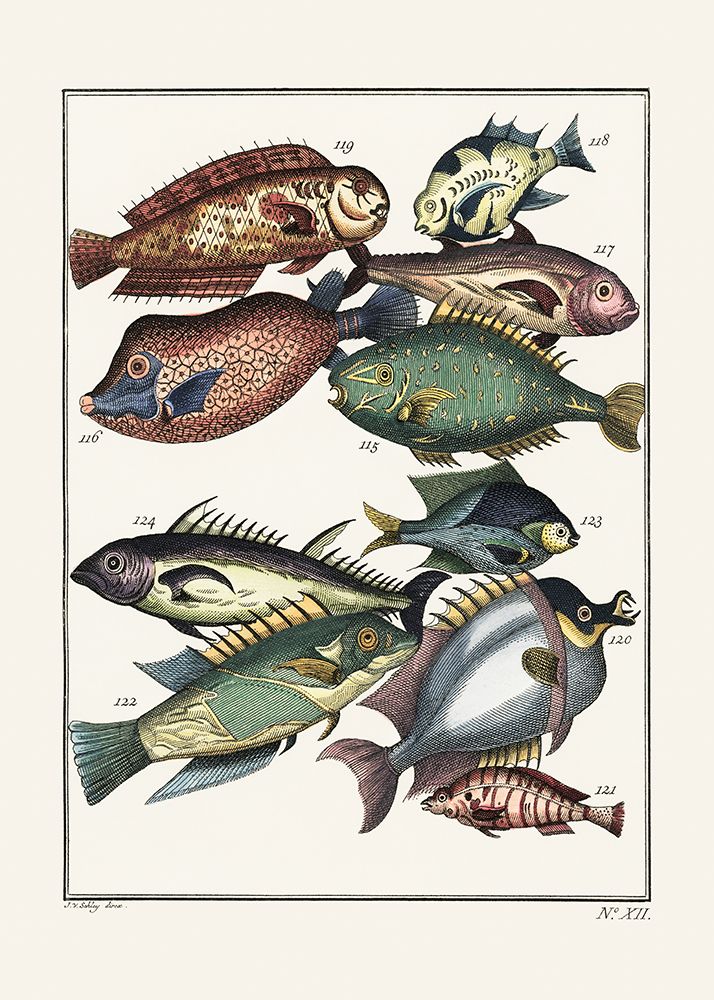 Exotic Fish (1767) By J V Schley art print by Pictufy for $57.95 CAD