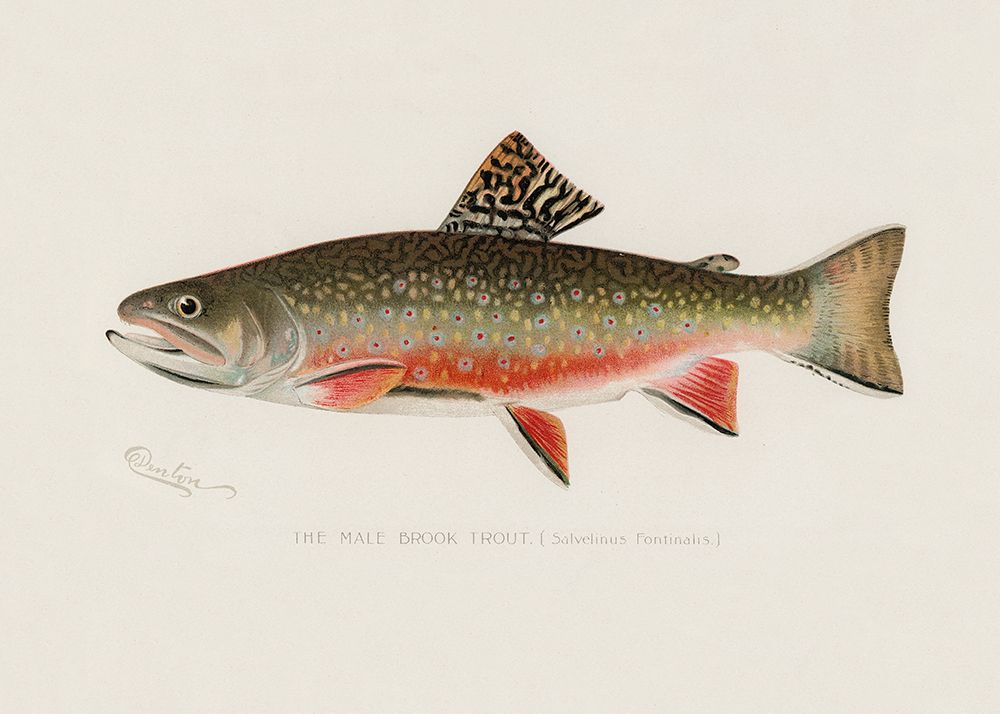 Male Brook Trout art print by Pictufy for $57.95 CAD